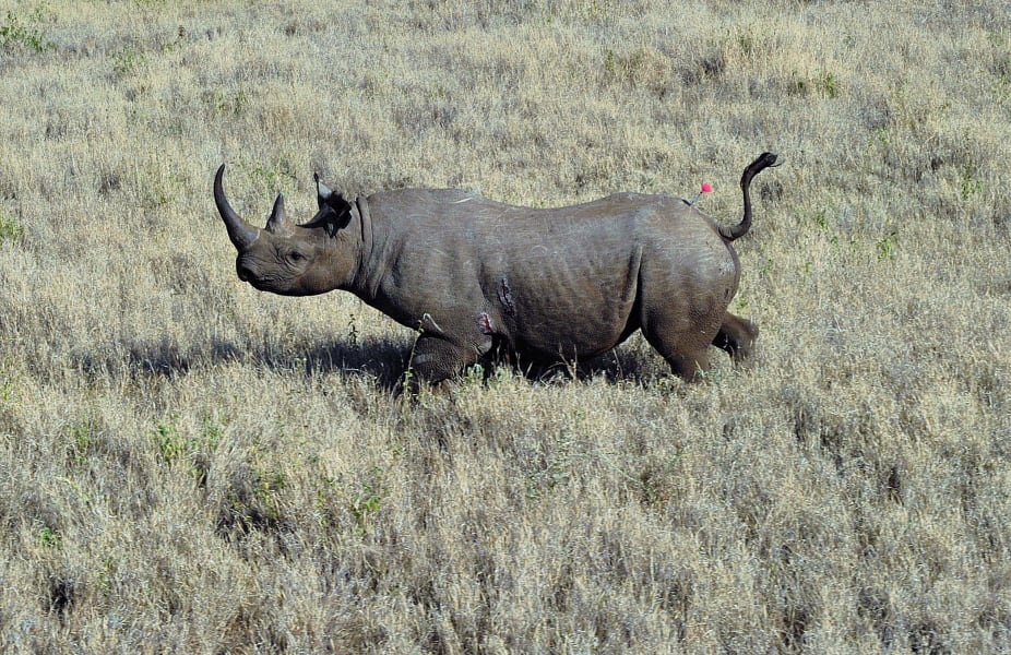 WWF Black rhino