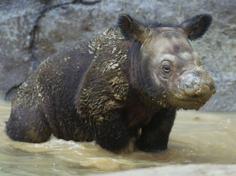 WWF sumatran rhino