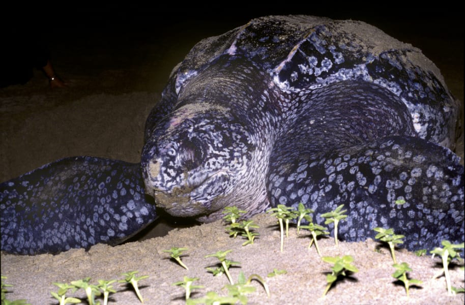 WWF leatherback turtle