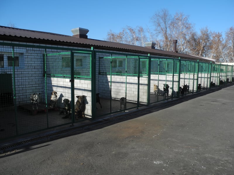 Donetsk dog shelter