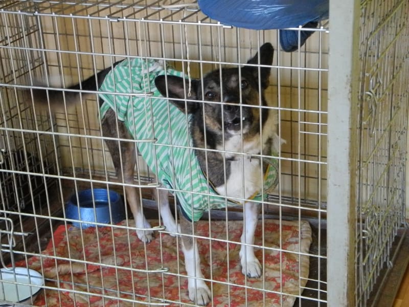Donetsk dogs 2