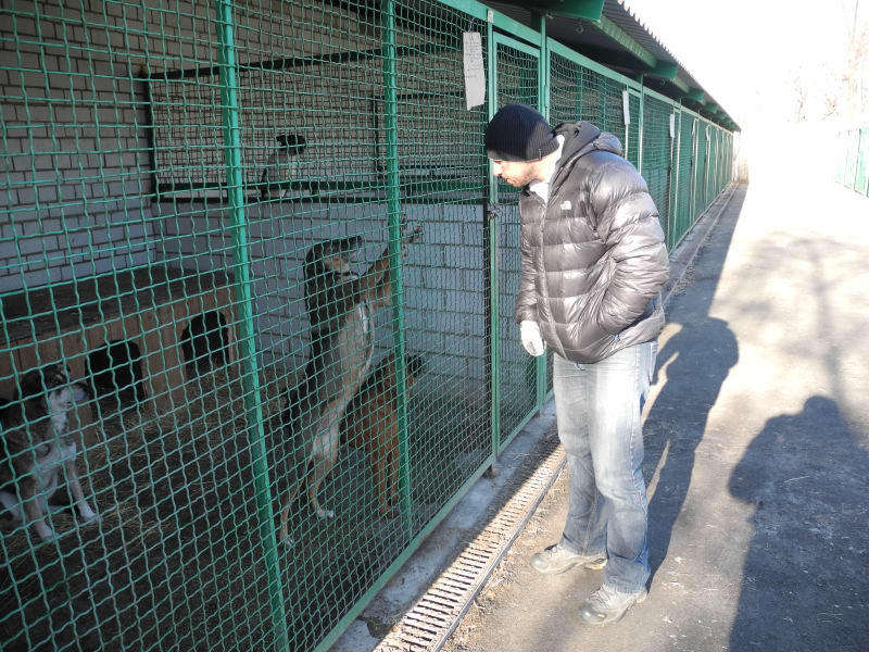 Donetsk dogs 3