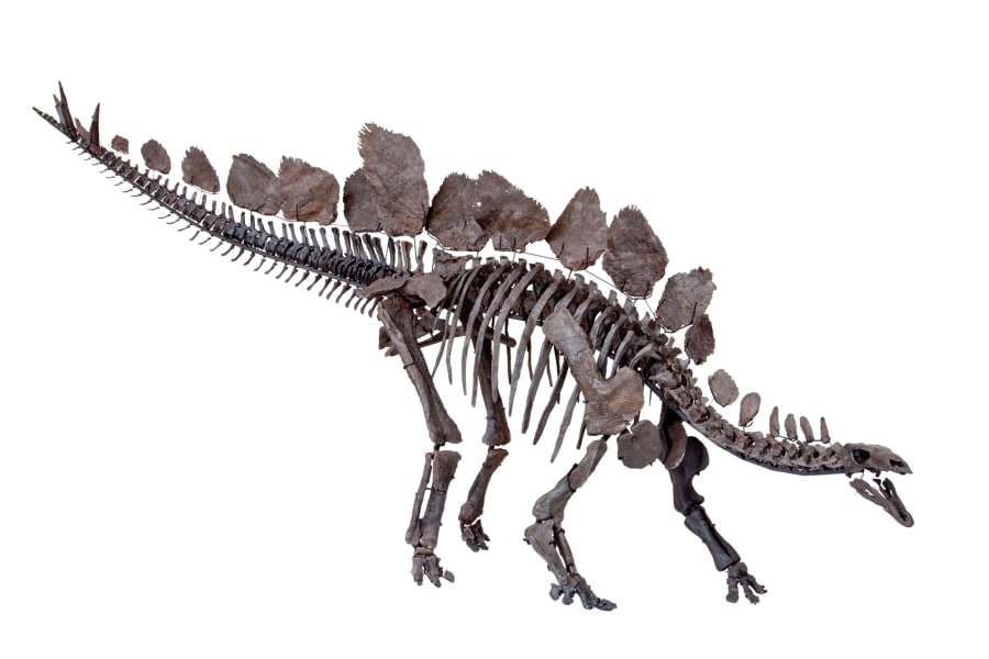 Stegosaurus Natural History Museum London