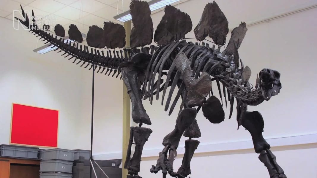 pkg stegosaurus natural history museum time lapse_00003017
