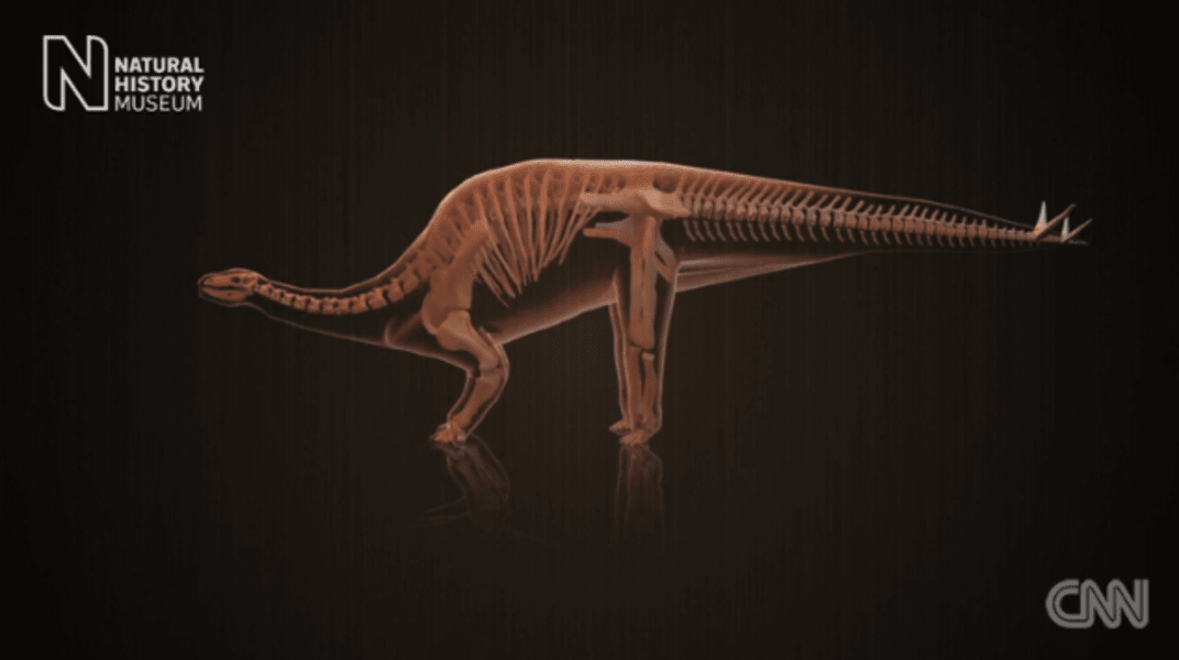 Stegosaurus stenops 2