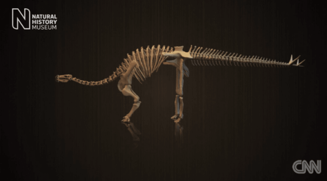 Stegosaurus stenops 3