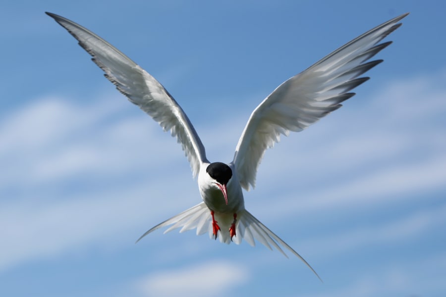 animal migration arctic tern