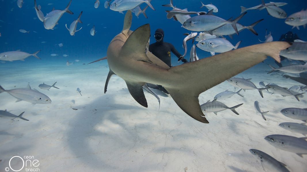 freediving-sharks-05