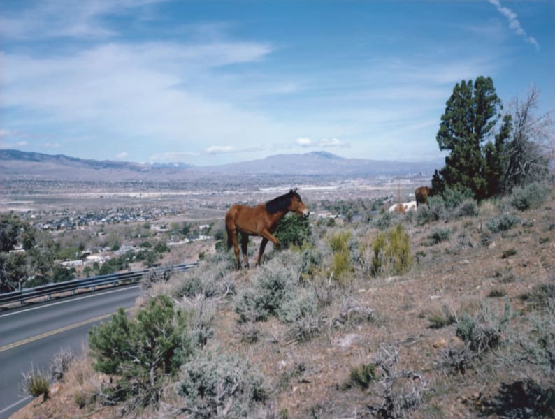 Charlotte Dumas Horse Nevada