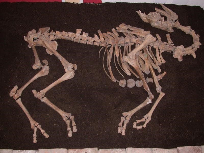 war camel skeleton