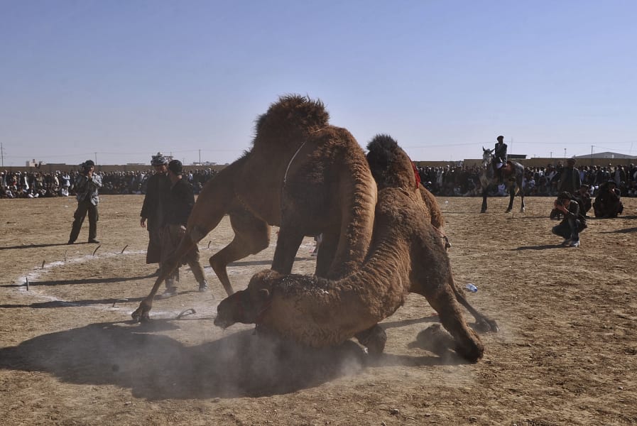 wrestling camel afghanistan
