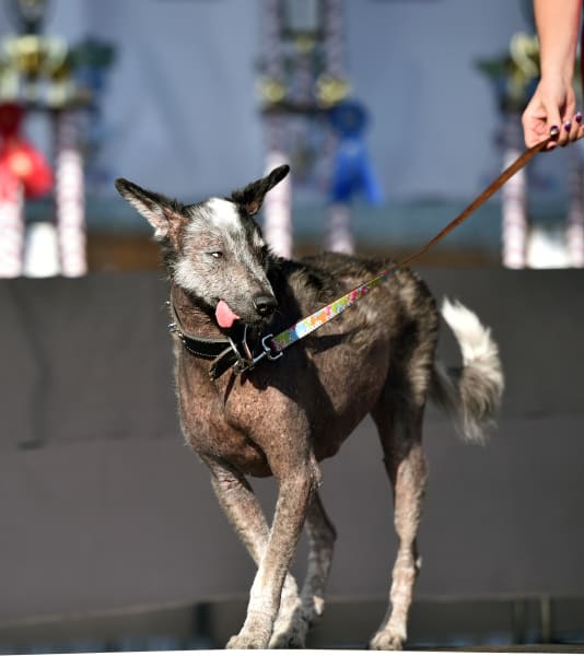 Worlds Ugliest Dog 2015