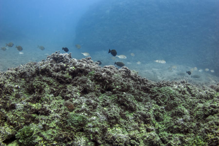 Mussel strip coral mottled