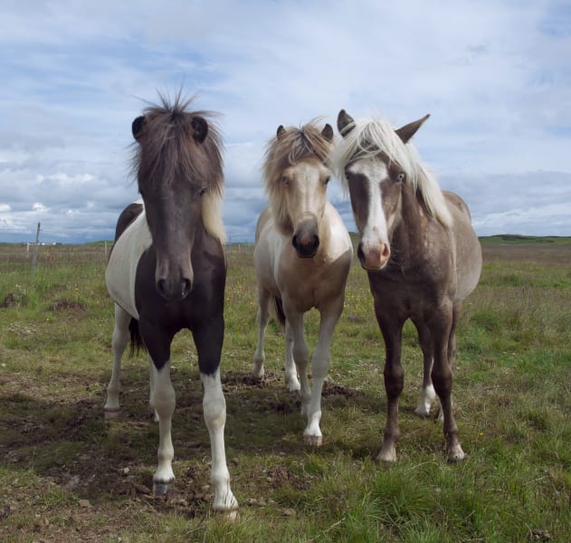 Icelandic horses 2