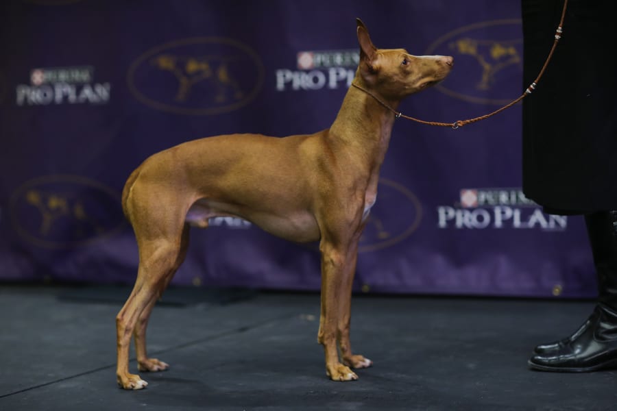 breeds competing at the Westminster dog 