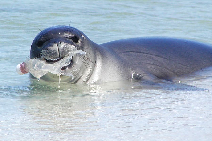 NPW Midway Plastic Seal NOAA