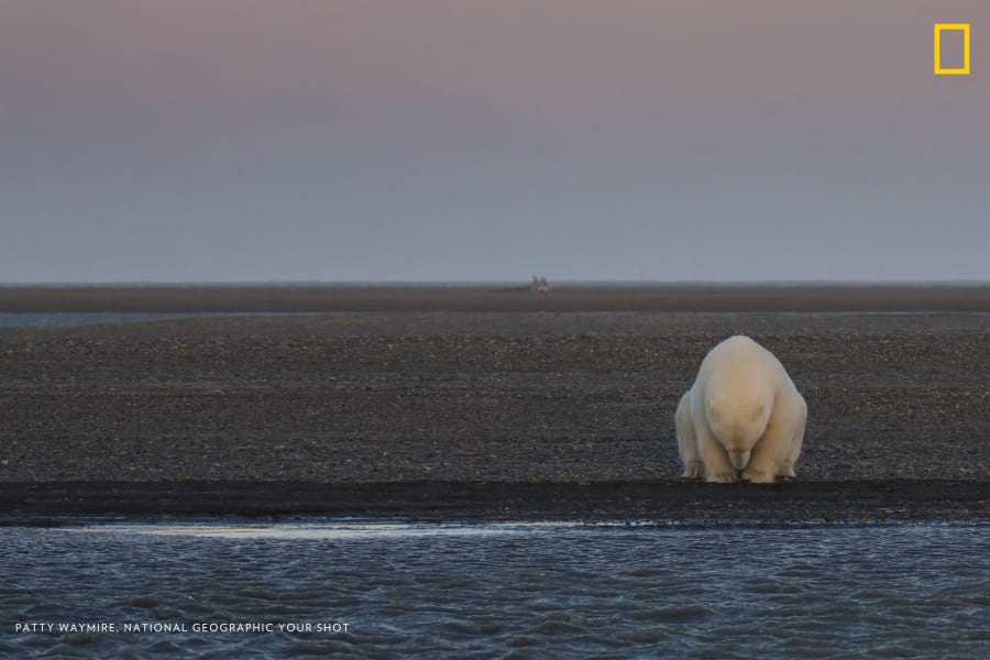 polar bear climate change