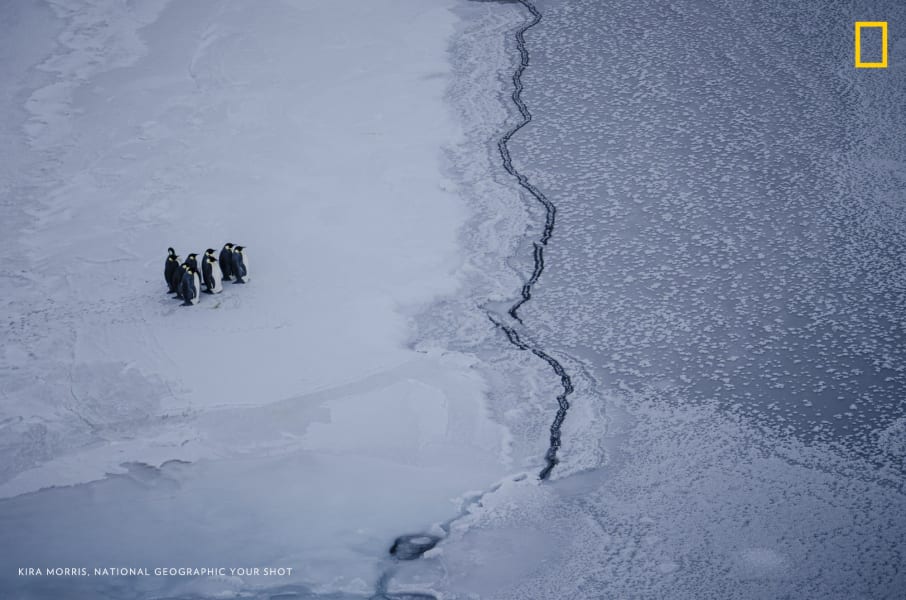 penguins climate change