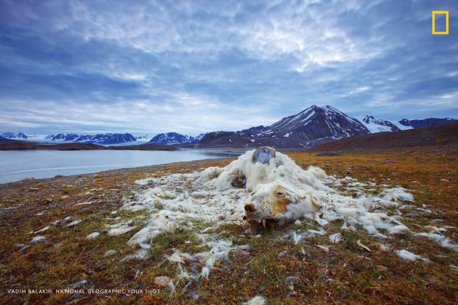 polar bear climate change