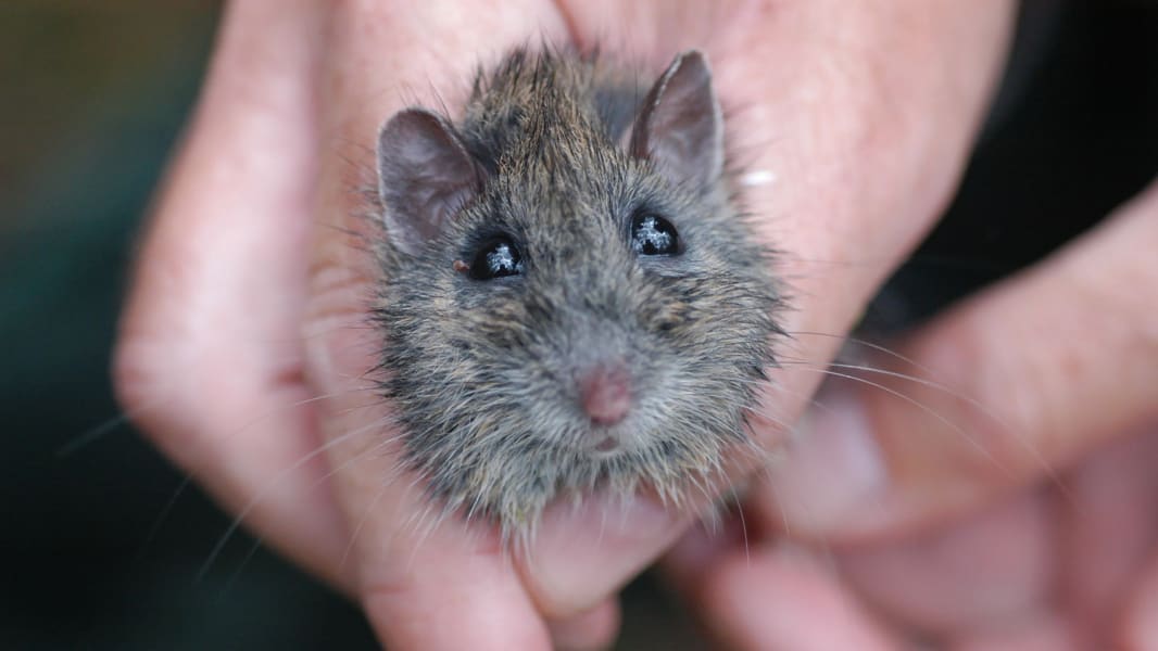 hastings river mouse 