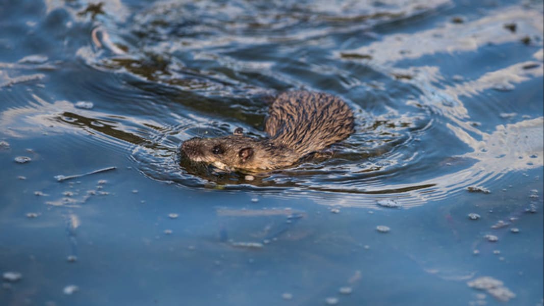 australia rat evolution