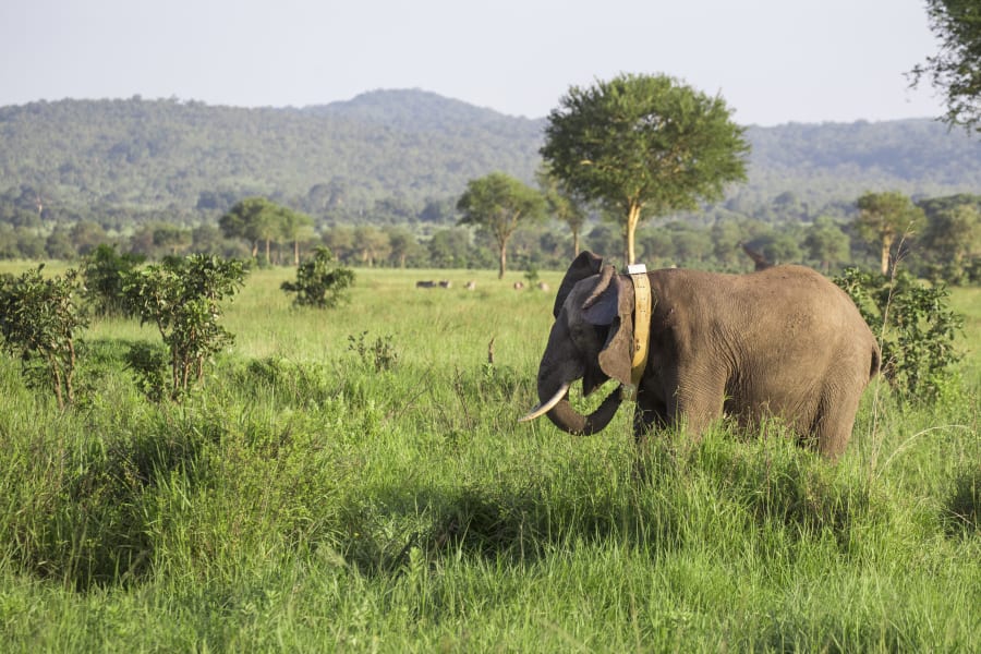 elephant tanzania 9