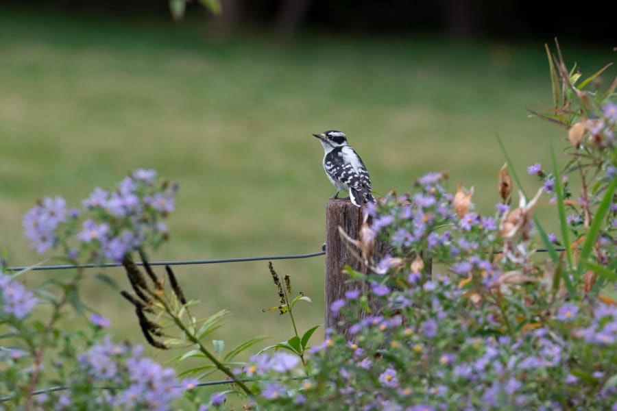 Birding Downy Woodpecker