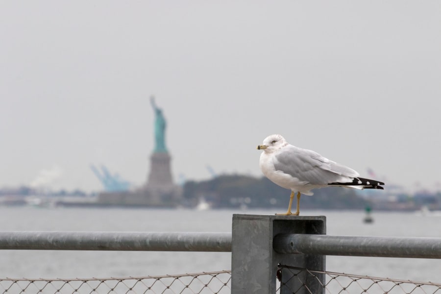 Birding Ring billed gull 