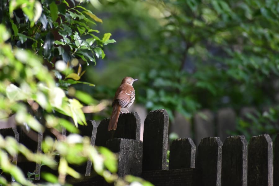 Birding brown thrasher