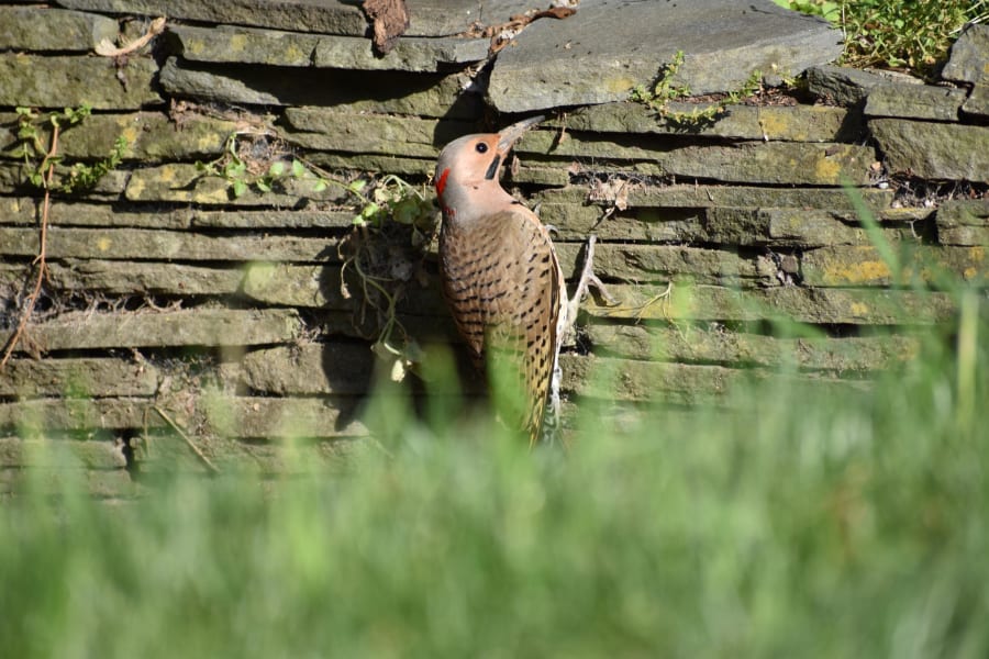 Birding Northern Flicker