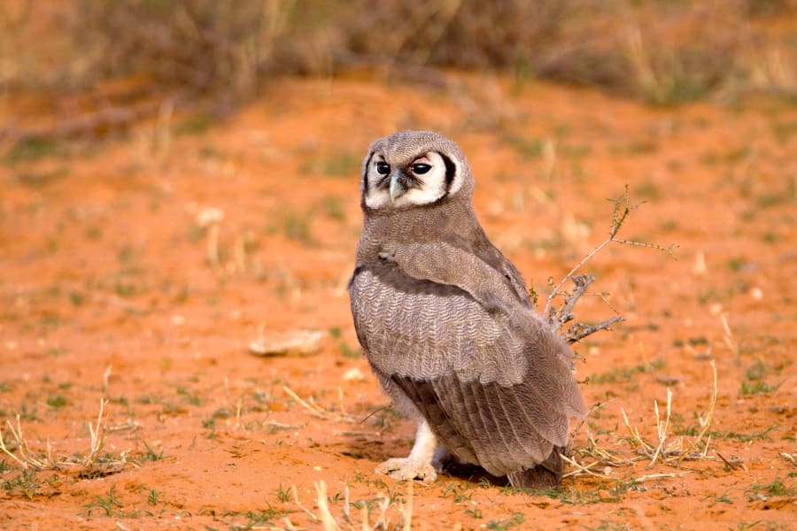 12 Kalahari Desert Wildlife RESTRICTED
