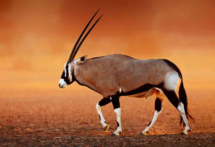 03 gazella kalahari desert wildlife RESTRICTED