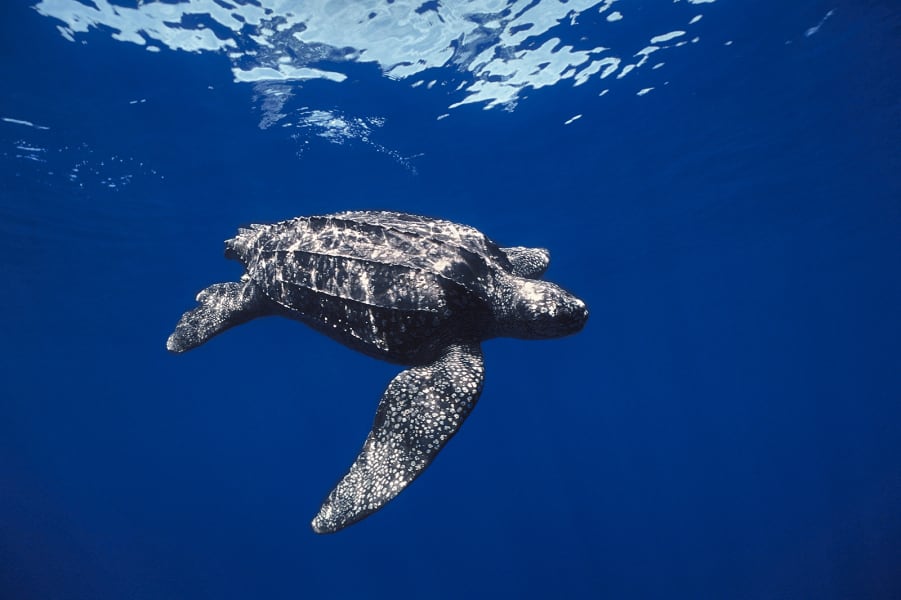 leatherback cocos galapagos swimway RESTRICTED