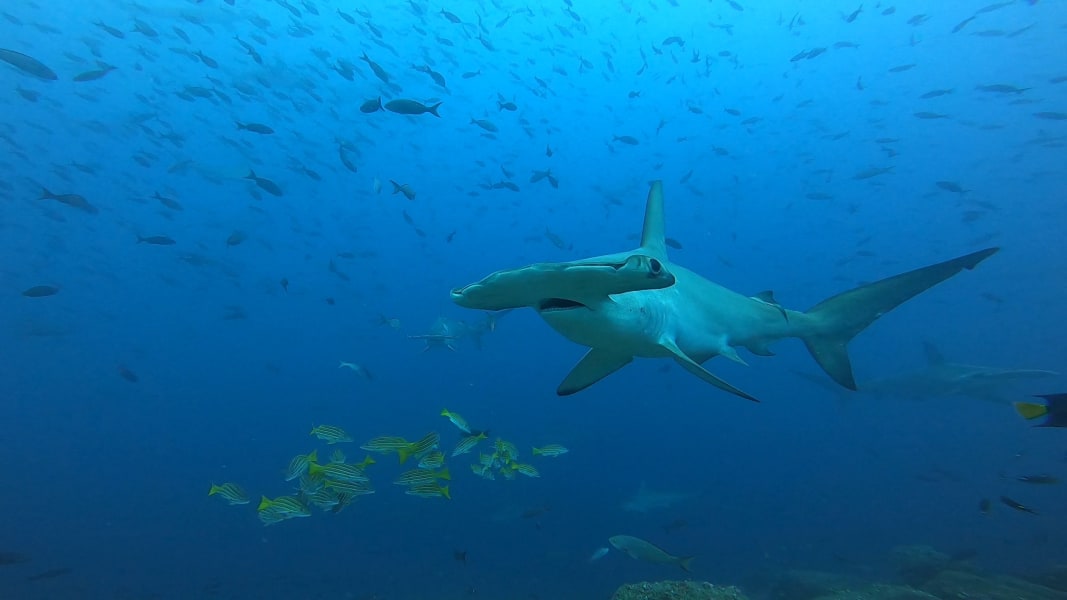 hammerhead cocos galapagos swimway RESTRICTED