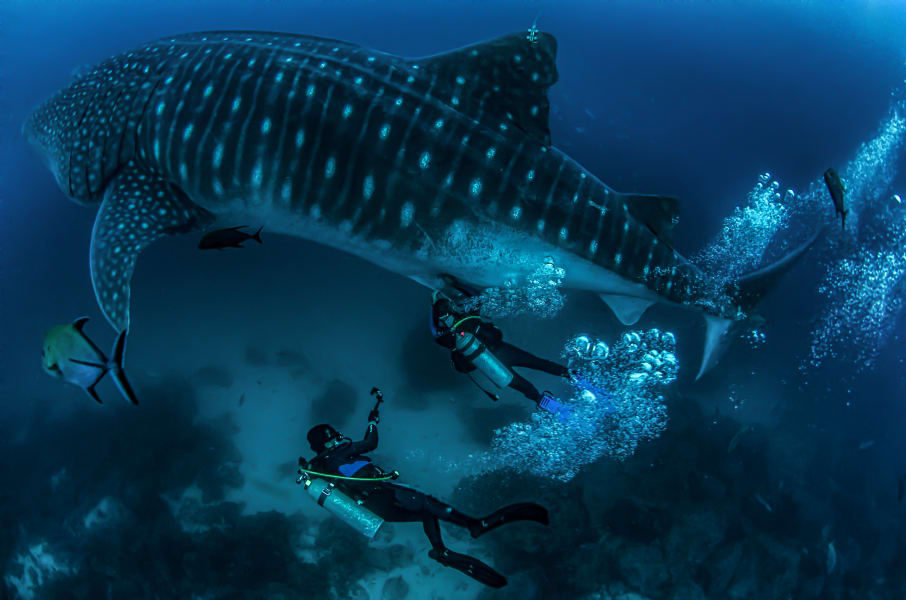 whale shark 2 cocos galapagos swimway RESTRICTED