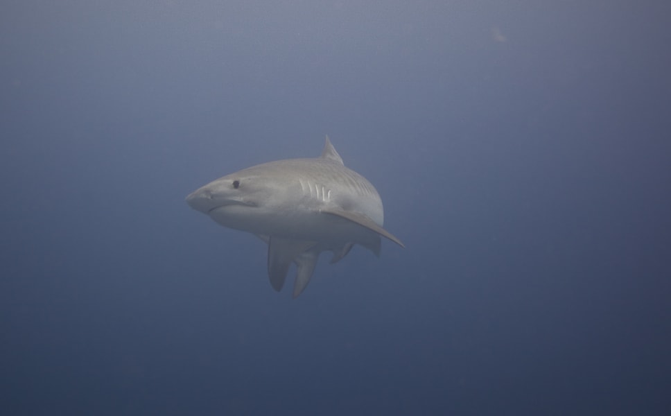 tiger shark cocos galapagos swimway RESTRICTED