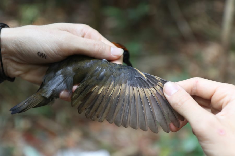 03 birds bodies amazon rainforest climate change scn