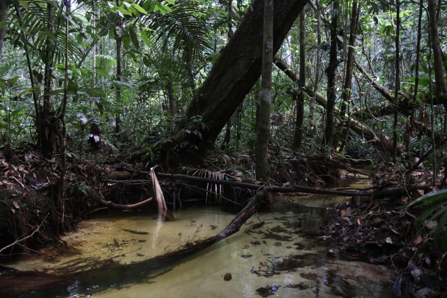 06 birds bodies amazon rainforest climate change scn