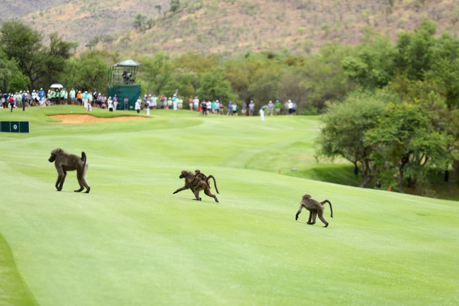 Animals on golf courses 111116