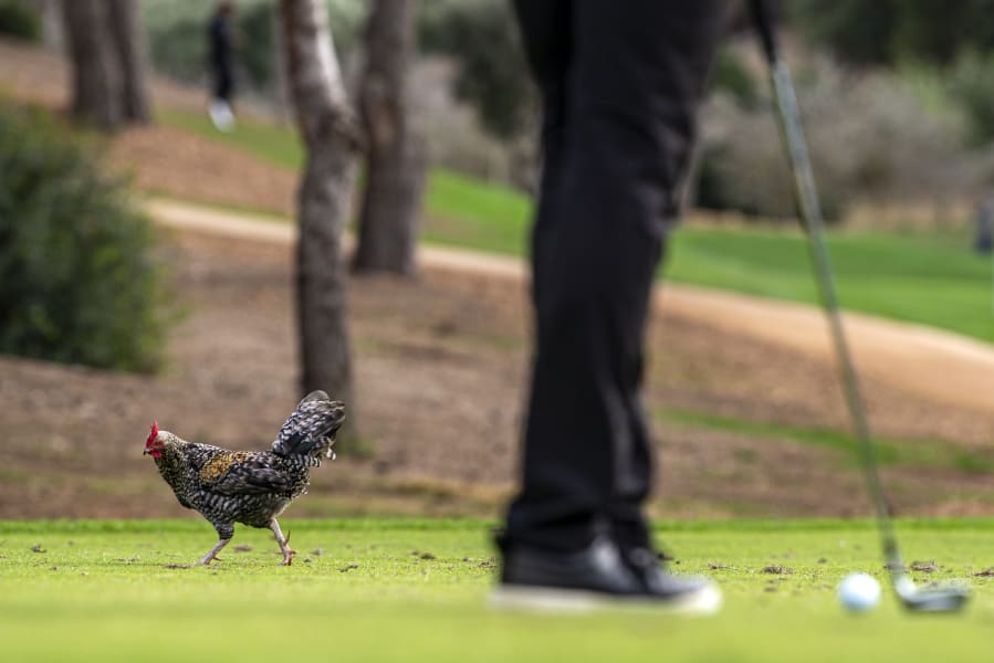 Animals on golf courses 110521