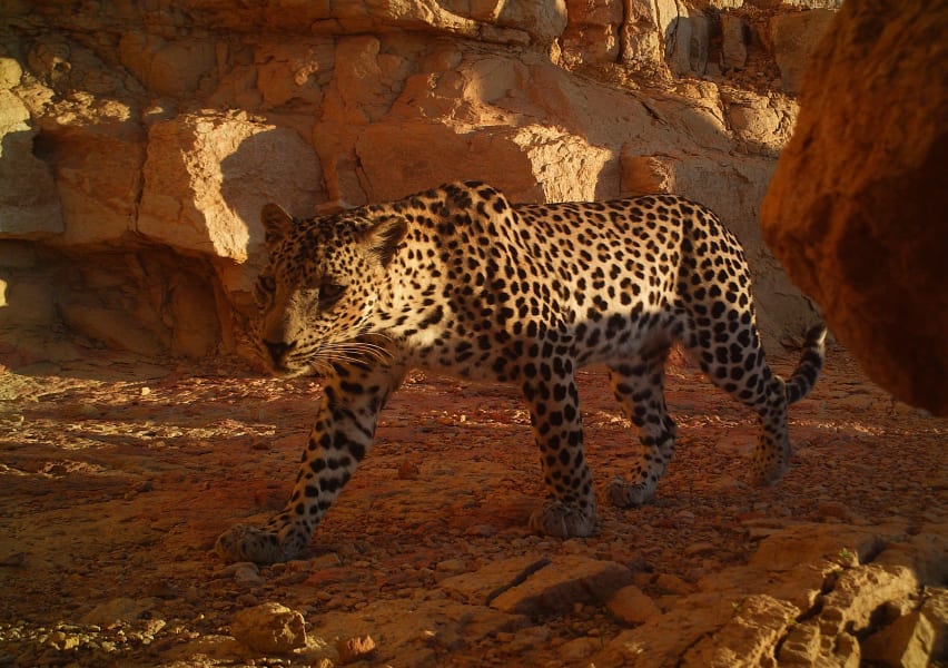 oman arabian leopards 1