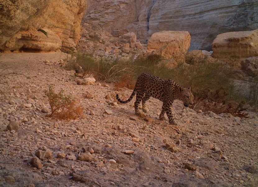 oman arabian leopards 2