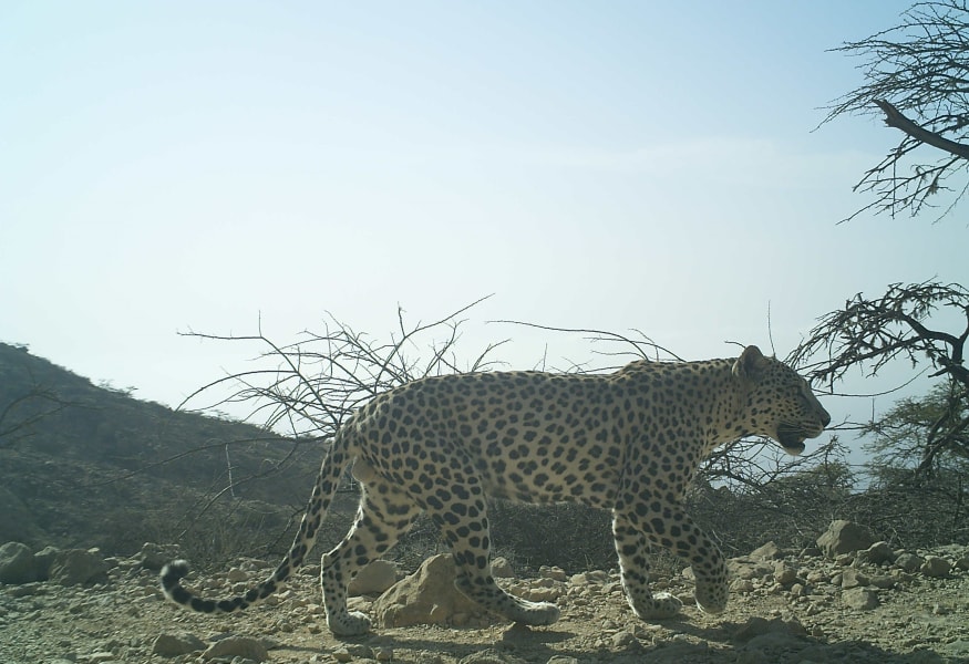 oman arabian leopards 3