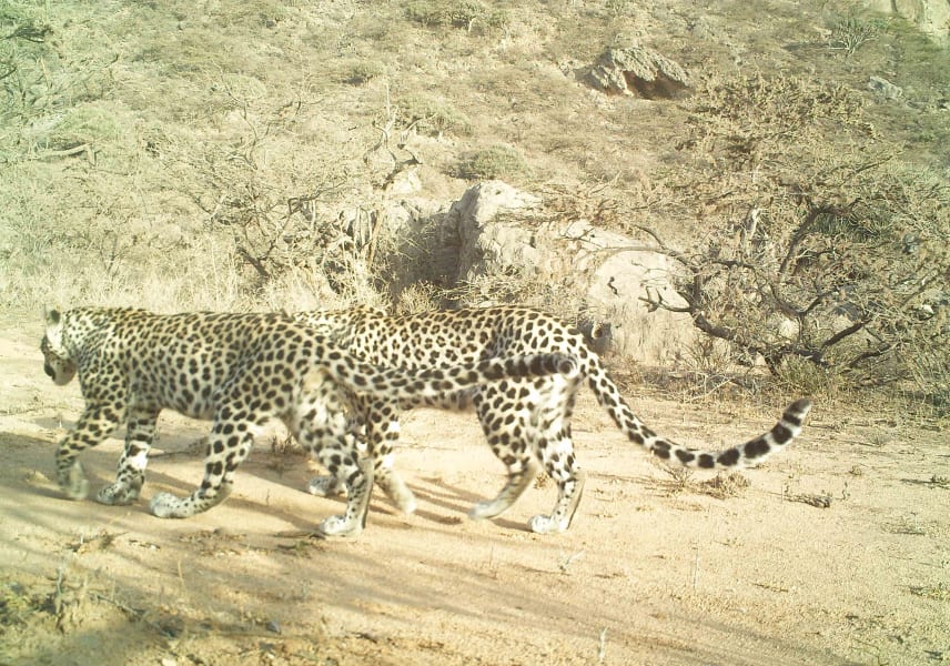oman arabian leopards 7