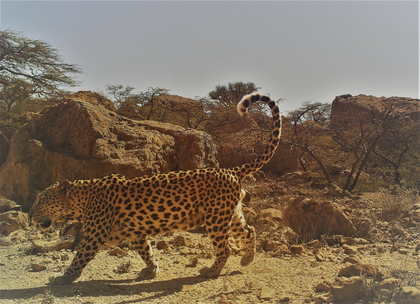 oman arabian leopards 9
