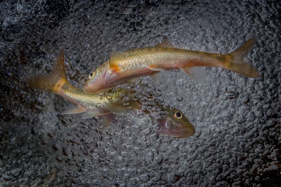 Jeremy Shelton freshwater fish 01