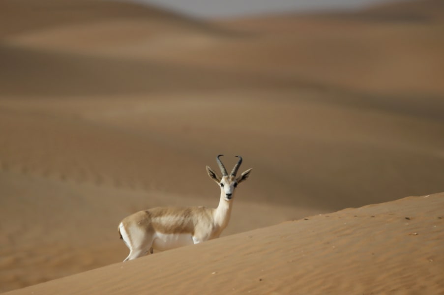 03 frozen zoo Saudi gazelle