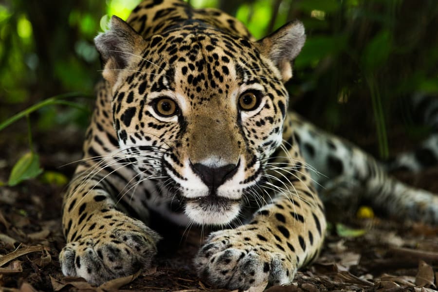 Jaguar Belize 01
