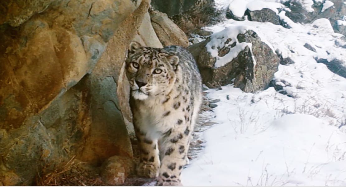 cte snow leopard shafqat hussain camera trap gallery