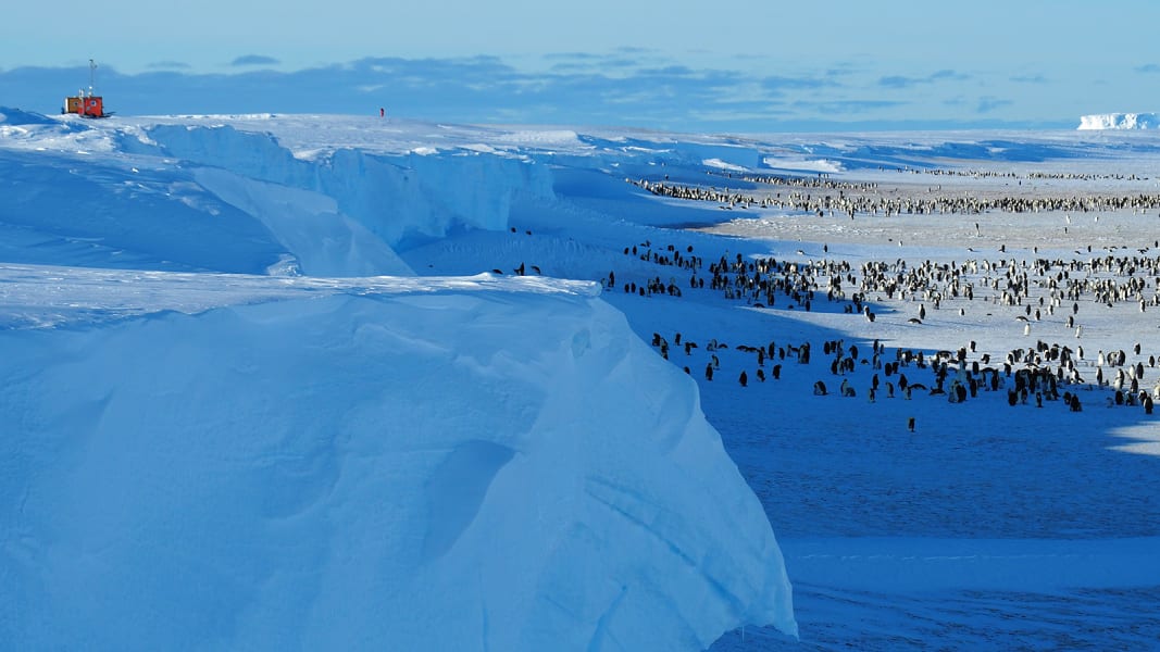 02 emperor penguins antarctica